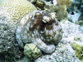 IMG 2970 Common Octopus